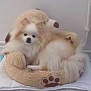 Sally a rejoint le concours — aidez-le/la à gagner de superbes lots ! animal, beige, companion, cozy, cream_colored, cute, cute_pet, dog, domestic_animal, fluffy, fur, indoor, looking, pet_bed, pomeranian, relaxed, resting, small_dog, soft, teddy_bear