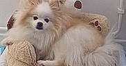 Sally a rejoint le concours — aidez-le/la à gagner de superbes lots ! animal, beige, companion, cozy, cream_colored, cute, cute_pet, dog, domestic_animal, fluffy, fur, indoor, looking, pet_bed, pomeranian, relaxed, resting, small_dog, soft, teddy_bear