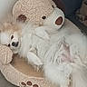 Sally a rejoint le concours — aidez-le/la à gagner de superbes lots ! animal, comfort, companion, cozy, cute, dog, fluffy, furry, home, indoor, lying_down, paw_print, pet_bed, relaxed, resting, sleepy, small_dog, soft_texture, teddy_bear, white