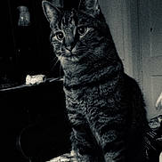 Odin joined the competition — help win amazing prizes! animal, black_and_white, cat, cozy, curiosity, curious, domestic, ears, eyes, feline, furniture, home, indoor, pet, portrait, shadow, sitting, tabby, table, whiskers