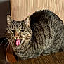Odin joined the competition — help win amazing prizes! animal, cat, chair, cute, domestic, ears, expression, face, feline, fur, home, indoor, mouth_open, pet, sitting, striped_fur, tabby, tongue_out, whiskers, wooden_table