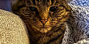 Odin is registered to the contest to win money with this photo: animal, blanket, cat, closeup, comfort, couch, cozy, cute, domestic, ears, feline, fur, indoor, knit, pet, relaxed, resting, soft, tabby, whiskers