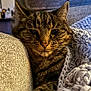 animal, blanket, cat, closeup, comfort, couch, cozy, cute, domestic, ears, feline, fur, indoor, knit, pet, relaxed, resting, soft, tabby, whiskers
