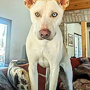 Appa joined the competition — help win amazing prizes! dog, heterochromia, blue_eye, brown_eye, standing, couch, living_room, wooden_ceiling, stone_wall, pillow, blanket, window, indoor, pet, animal, ears, nose, fur, curious, closeup