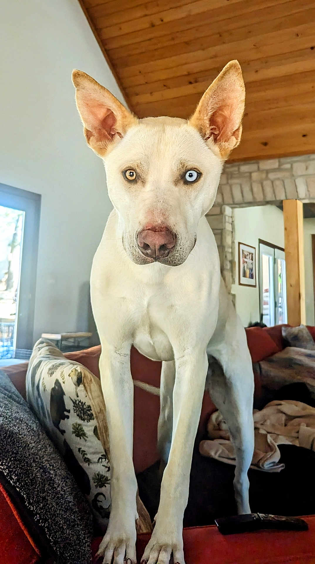 Appa joined the competition — help win amazing prizes! dog, heterochromia, blue_eye, brown_eye, standing, couch, living_room, wooden_ceiling, stone_wall, pillow, blanket, window, indoor, pet, animal, ears, nose, fur, curious, closeup