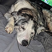 Gadget joined the competition — help win amazing prizes! dog, sleeping, bed, blanket, fur, nose, paw, indoor, resting, pet, canine, cozy, relaxed, animal, mammal, laying, domestic, quiet, snout, closeup