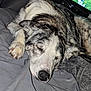 dog, sleeping, bed, blanket, fur, nose, paw, indoor, resting, pet, canine, cozy, relaxed, animal, mammal, laying, domestic, quiet, snout, closeup