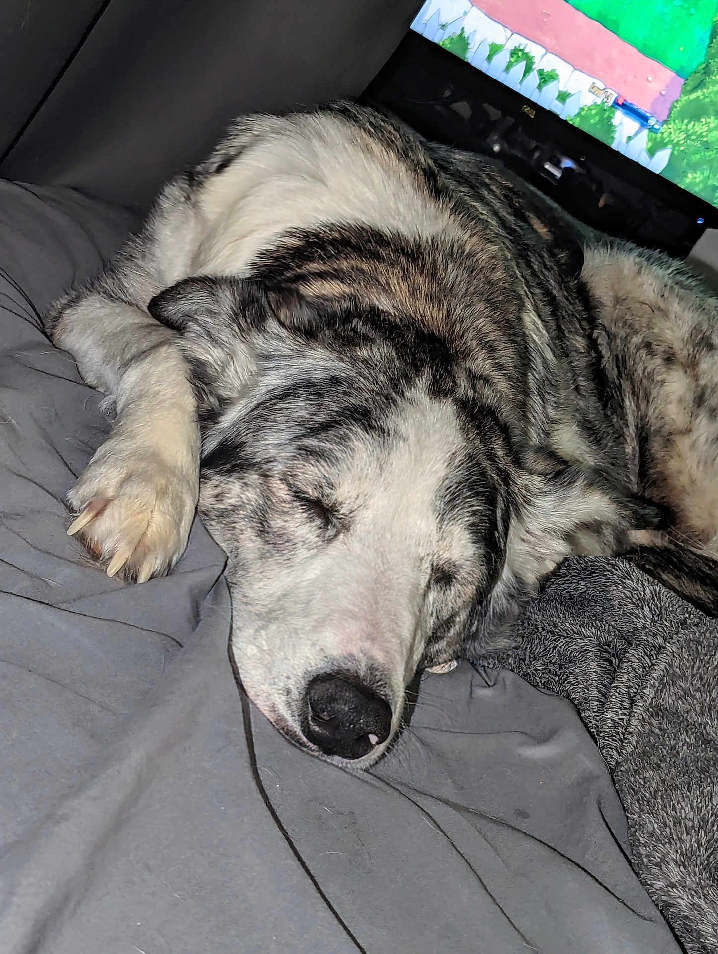 Gadget joined the competition — help win amazing prizes! dog, sleeping, bed, blanket, fur, nose, paw, indoor, resting, pet, canine, cozy, relaxed, animal, mammal, laying, domestic, quiet, snout, closeup