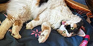 Cali is registered to the contest to win money with this photo: cat, calico_cat, lying_down, green_eyes, fluffy, tongue_out, blanket, patterned, wooden_chair, person, jeans, indoor, relaxed, fur, paw, whiskers, home, cozy, pet, animal