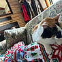 Cali is registered to the contest to win money with this photo: cat, calico, blanket, couch, floral_pattern, indoor, fireplace, cozy, blanket_pattern, holiday_theme, furniture, pet, resting, warm_lighting, home_interior, decor, window, curtains, coat, relaxation