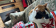 Cali joined the competition — help win amazing prizes! blanket, blanket_pattern, calico, cat, coat, couch, cozy, curtains, decor, fireplace, floral_pattern, furniture, holiday_theme, home_interior, indoor, pet, relaxation, resting, warm_lighting, window