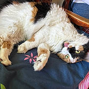 Cali is registered to the contest to win money with this photo: cat, calico_cat, lying_down, green_eyes, fluffy, tongue_out, blanket, patterned, wooden_chair, person, jeans, indoor, relaxed, fur, paw, whiskers, home, cozy, pet, animal