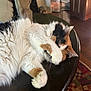 Cali joined the competition — help win amazing prizes! cat, calico, fluffy, table, indoor, paw, covering_face, wooden_floor, rug, boots, cozy, pet, feline, relaxed, home, fur, animal, resting, playful, domestic