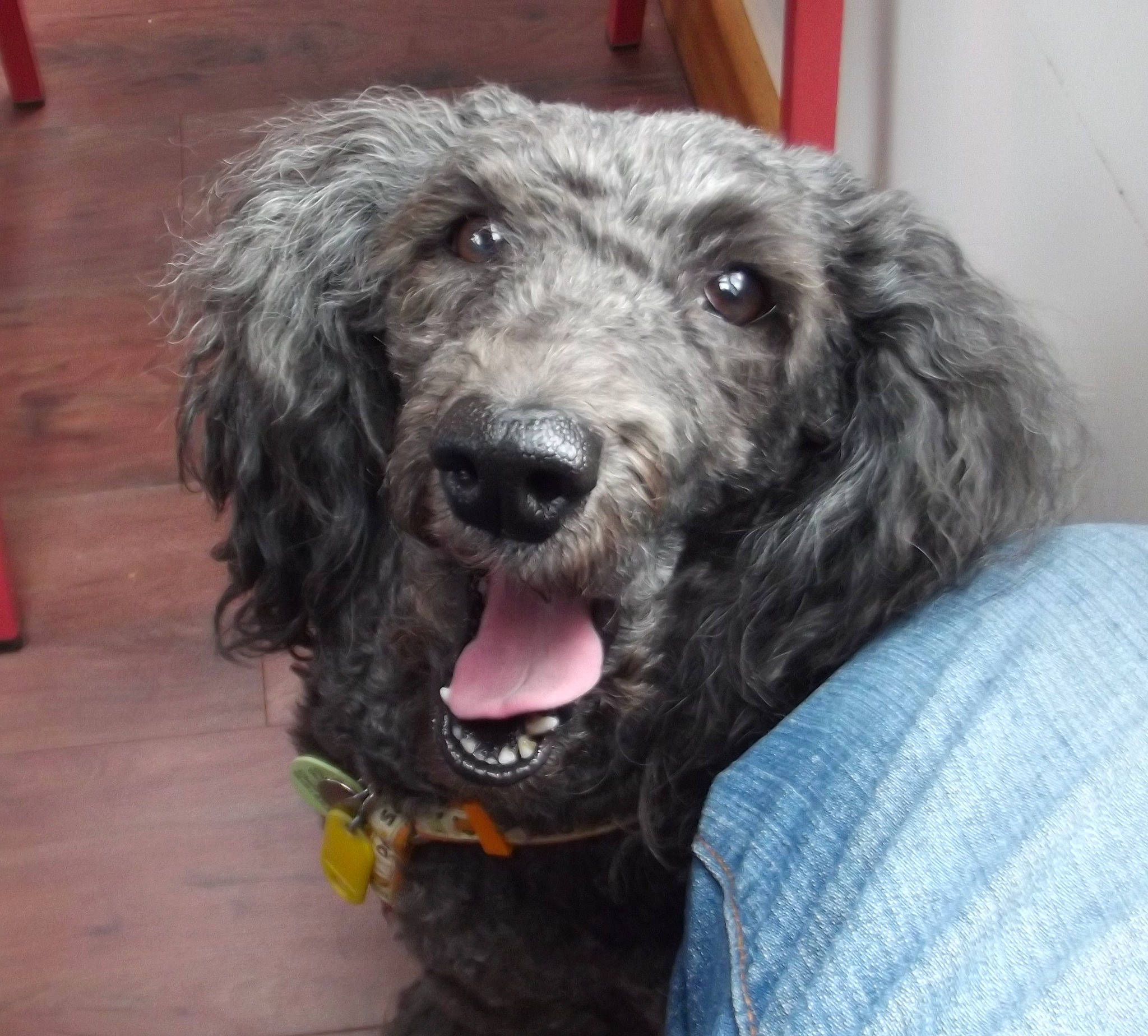 Eliot participe au concours pour gagner de l'argent avec cette photo : canidae, carnivore, companion_dog, dog, dog_breed, event, eye, fur, hunting_dog, labradoodle, liver, snout, sporting_group, terrestrial_animal, terrier, water_dog, working_animal, working_dog