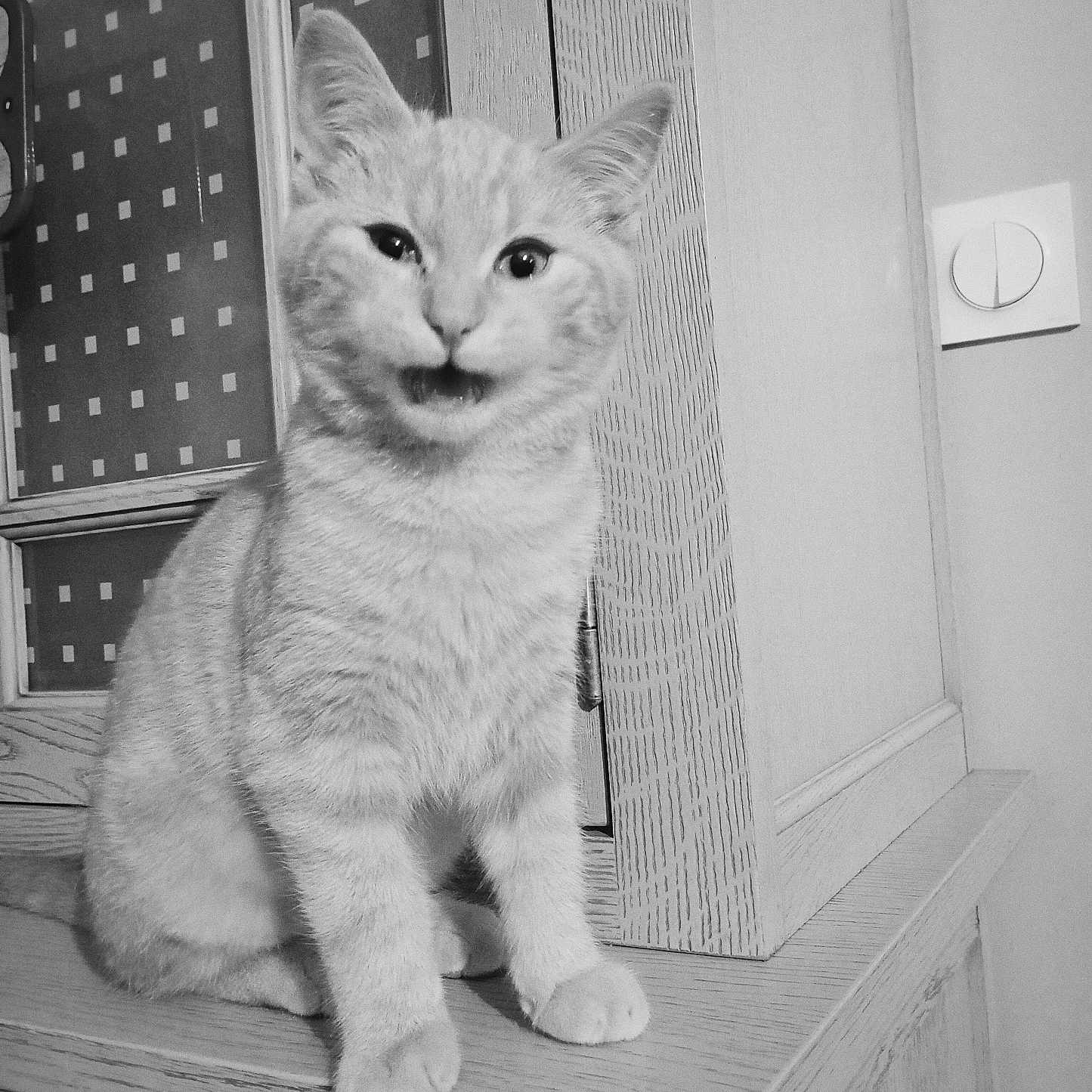 Canel a rejoint le concours — aidez-le/la à gagner de superbes lots ! abyssinian, angora, animal, cat, closet, cupboard, furniture, hardwood, indoors, interiordesign, kitten, manx, pet, plywood, shelf, siamese, white, window, windowsill, wood