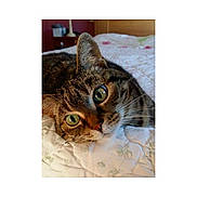 Minouche participe au concours pour gagner de l'argent avec cette photo : cat, tabby_cat, pet, animal, close_up, bed, quilt, floral_pattern, whiskers, green_eyes, indoor, resting, feline, cute, domestic_cat, sleepy, fur, portrait, cozy, relaxed