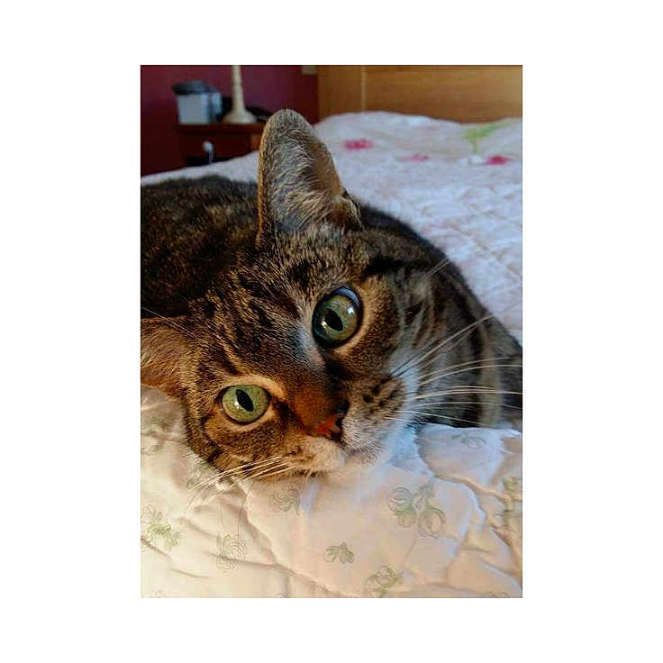 Minouche participe au concours pour gagner de l'argent avec cette photo : cat, tabby_cat, pet, animal, close_up, bed, quilt, floral_pattern, whiskers, green_eyes, indoor, resting, feline, cute, domestic_cat, sleepy, fur, portrait, cozy, relaxed