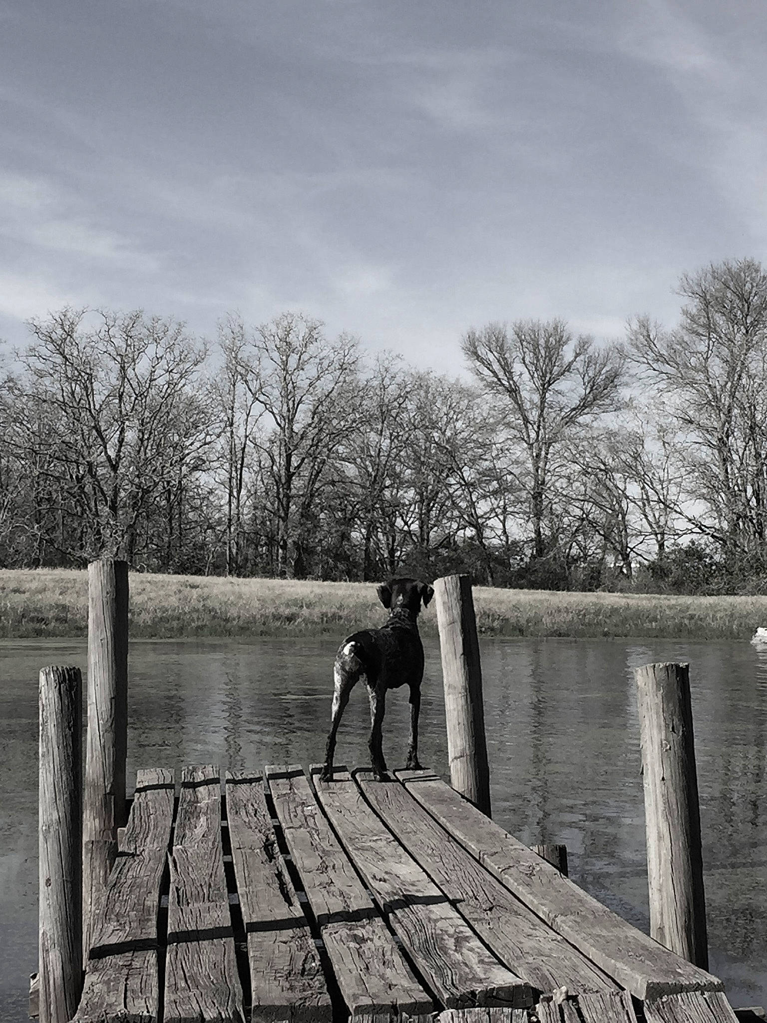 Cricket is registered to the contest to win money with this photo: bank, black_and_white, bridge, cloud, dock, grass, grey, lake, landscape, monochrome, monochrome_photography, plant, sky, standing, style, tints_and_shades, tree, water, waterway, wood