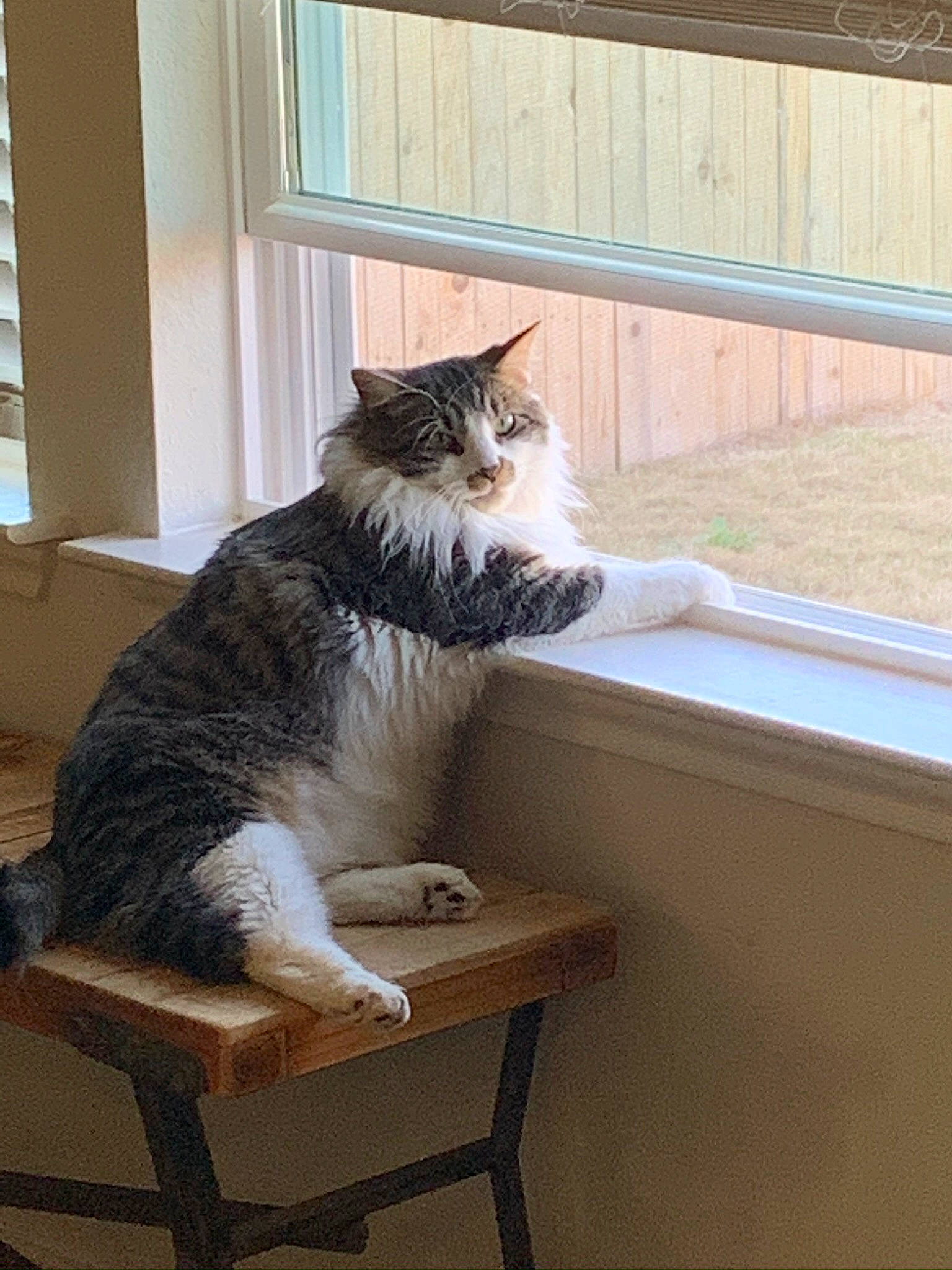 Achnn is registered to the contest to win money with this photo: carnivore, cat, comfort, domestic_short_haired_cat, felidae, flooring, fur, grass, hardwood, house, plant, room, sitting, small_to_medium_sized_cats, tail, whiskers, window, window_blind, window_covering, wood