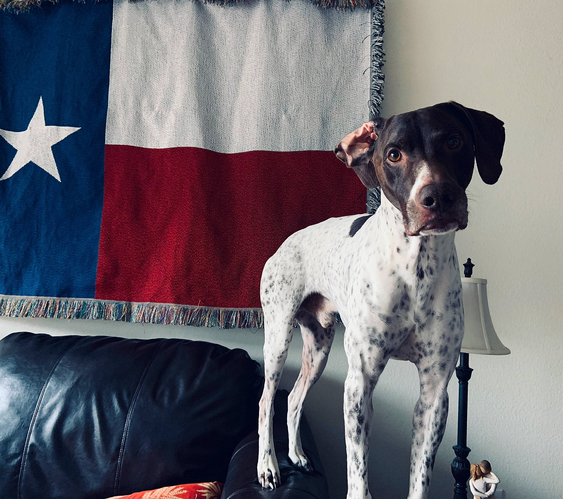 Jäger joined the competition — help win amazing prizes! canidae, carnivore, collar, companion_dog, couch, dog, dog_breed, dog_collar, dog_supply, electric_blue, event, fawn, flag, flag_of_the_united_states, pattern, pet_supply, rectangle, snout, sporting_group, working_animal