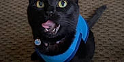 Royal joined the competition — help win amazing prizes! cat, black_cat, pet, animal, indoor, vest, curious, tongue_out, wide_eyes, carpet, floor, collar, fur, whiskers, ears, tail, cute, looking_up, mischievous, domestic_cat