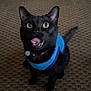 cat, black_cat, pet, animal, indoor, vest, curious, tongue_out, wide_eyes, carpet, floor, collar, fur, whiskers, ears, tail, cute, looking_up, mischievous, domestic_cat