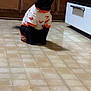 cat, black_cat, pet_clothing, shirt, fox_pattern, kitchen, tile_floor, wooden_cabinet, appliance, indoor, shadow, animal, feline, domestic_cat, sitting, curious, looking_at_camera, floor, appliance_handle, orange