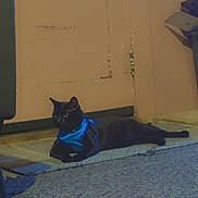 Royal is registered to the contest to win money with this photo: cat, black_cat, indoor, rug, door, pet, animal, harness, blue_harness, floor, resting, heart_emoji, cozy, feline, cute, domestic_animal, relaxed, side_view, four_legs, lying_down