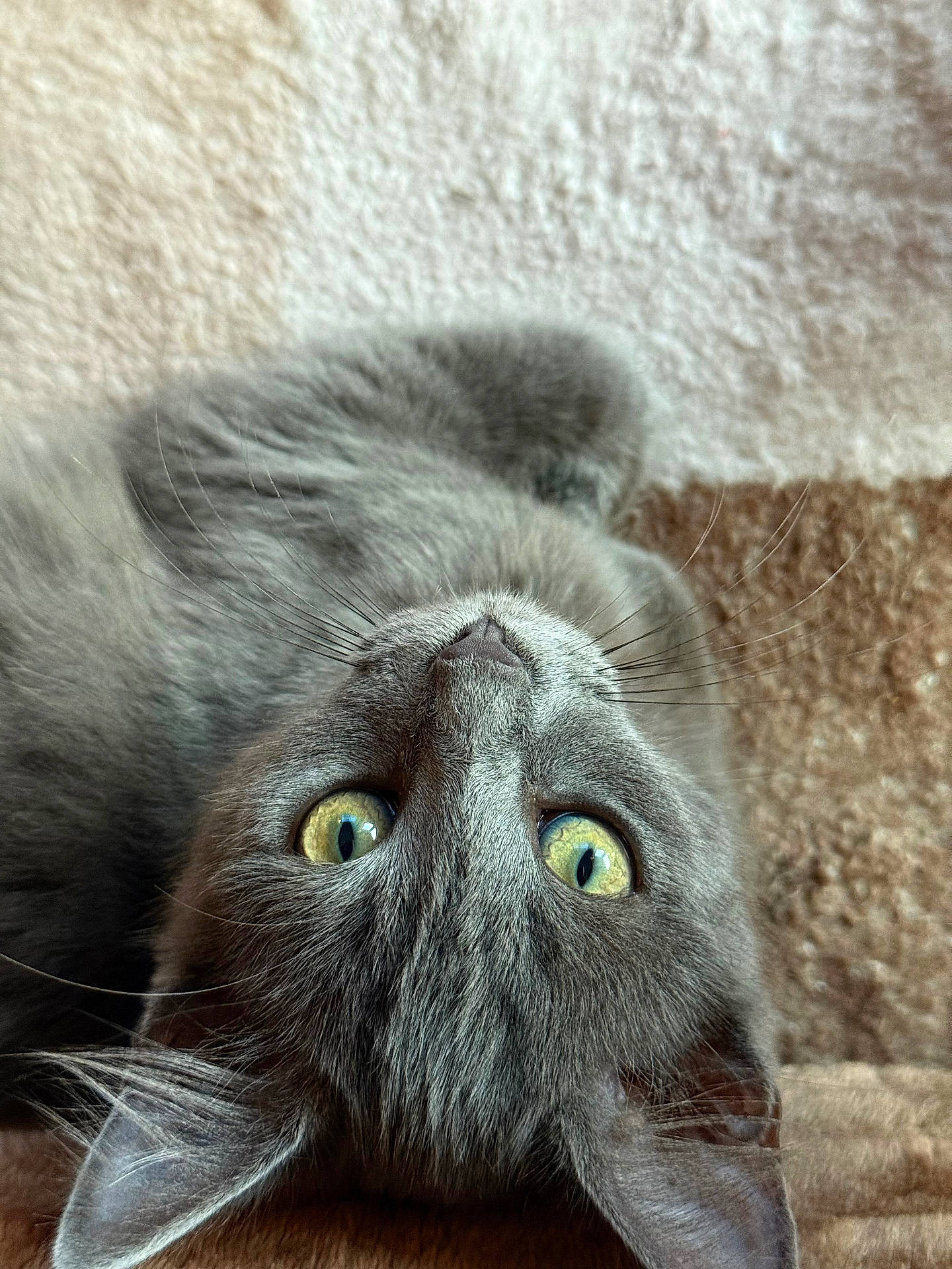 Nala a rejoint le concours — aidez-le/la à gagner de superbes lots ! animal, cat, close_up, cute, domestic_cat, ears, face, feline, fur, gray_cat, indoor, pet, playful, portrait, relaxed, soft, texture, upside_down, whiskers, yellow_eyes