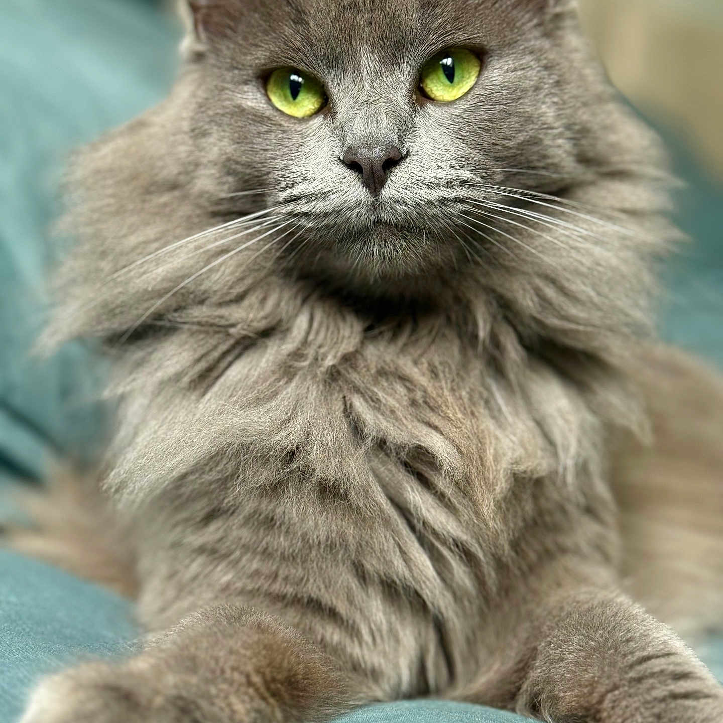 Nala