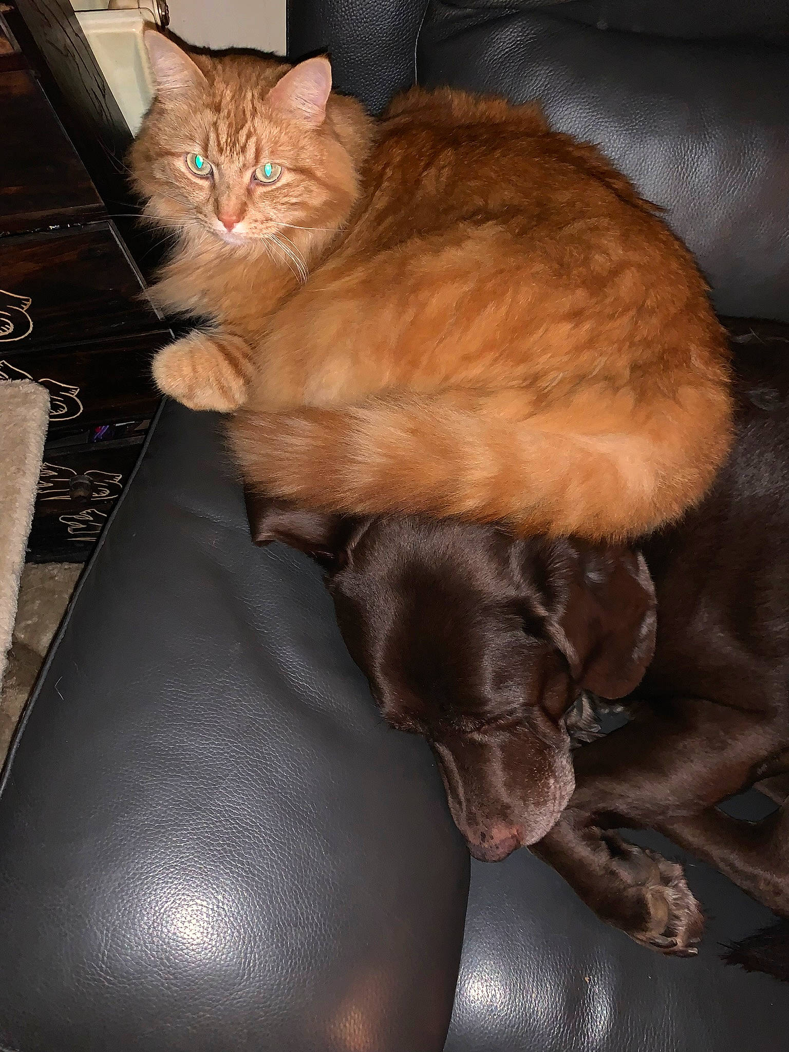 Tiroux participe au concours pour gagner de l'argent avec cette photo : box, brown, carnivore, cat, claw, comfort, domestic_short_haired_cat, fawn, felidae, fur, liver, mammal, paw, sitting, small_to_medium_sized_cats, snout, tail, whiskers