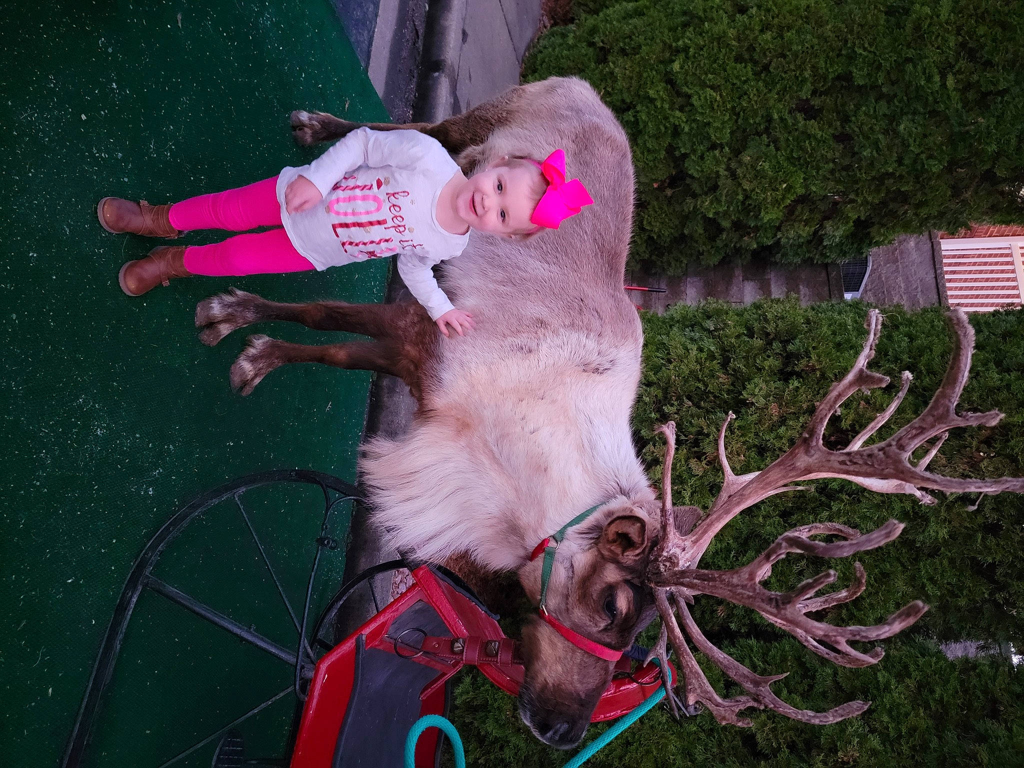 Grace joined the competition — help win amazing prizes! baby, bridle, elk, event, eye, fawn, fictional_character, fun, grass, horse_tack, joy, livestock, magenta, pack_animal, person, pink, plant, snout, tail, toddler