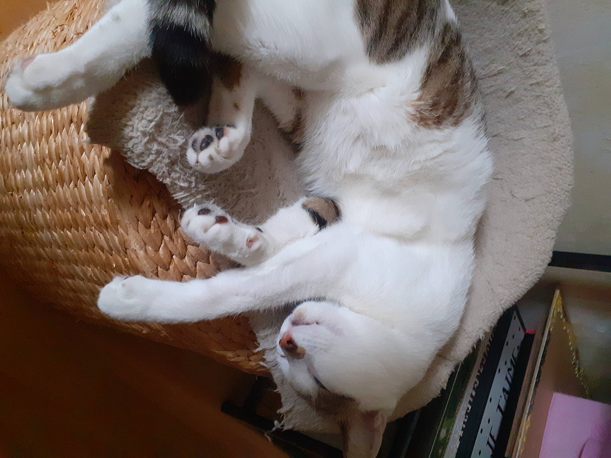 Casper participe au concours pour gagner de l'argent avec cette photo : balinese, carnivore, cat, claw, comfort, domestic_short_haired_cat, fawn, felidae, fur, nap, paw, small_to_medium_sized_cats, snout, tail, terrestrial_animal, whiskers