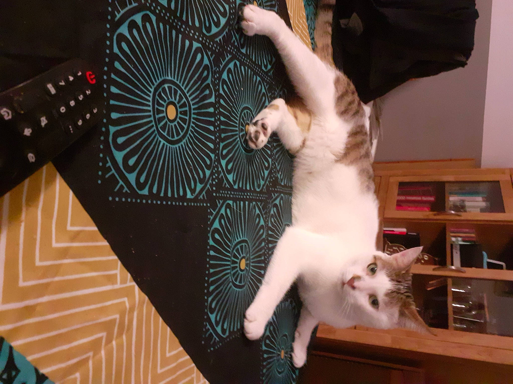 Casper participe au concours pour gagner de l'argent avec cette photo : abdomen, bookcase, carnivore, cat, chest, companion_dog, domestic_short_haired_cat, event, fawn, felidae, flooring, fur, guitar_accessory, musical_instrument, paw, shelf, small_to_medium_sized_cats, tail, whiskers