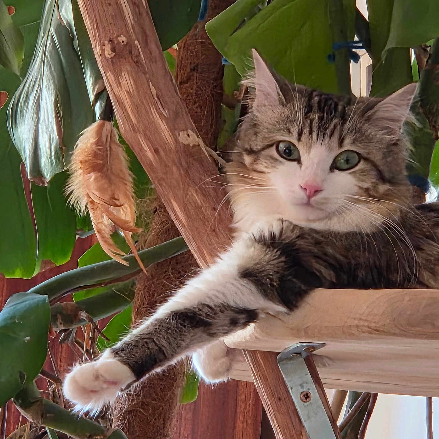 Soju a rejoint le concours — aidez-le/la à gagner de superbes lots ! cat, tabby, white_fur, fluffy, longhaired, green_eyes, pink_nose, whiskers, paw, sitting, relaxed, perched, wooden_structure, tropical_plants, leaves, foliage, outdoor, closeup, animal_portrait, natural_light
