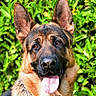 german_shepherd, dog, pet, animal, portrait, outdoor, greenery, leaves, nature, tongue_out, happy, ears, fur, canine, collar, chain, closeup, friendly, alert, sunlight