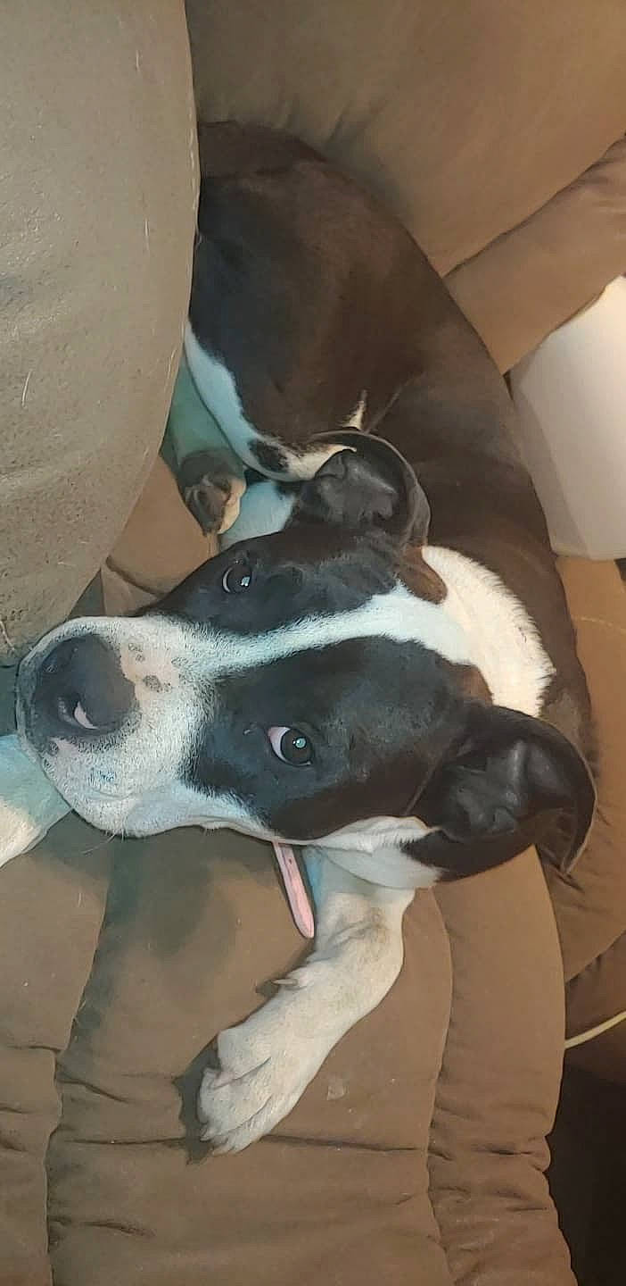 Nova is registered to the contest to win money with this photo: american_pit_bull_terrier, american_staffordshire_terrier, canidae, carnivore, dog, dog_breed, fawn, mammal, non_sporting_group, nose, pit_bull, snout, sporting_group