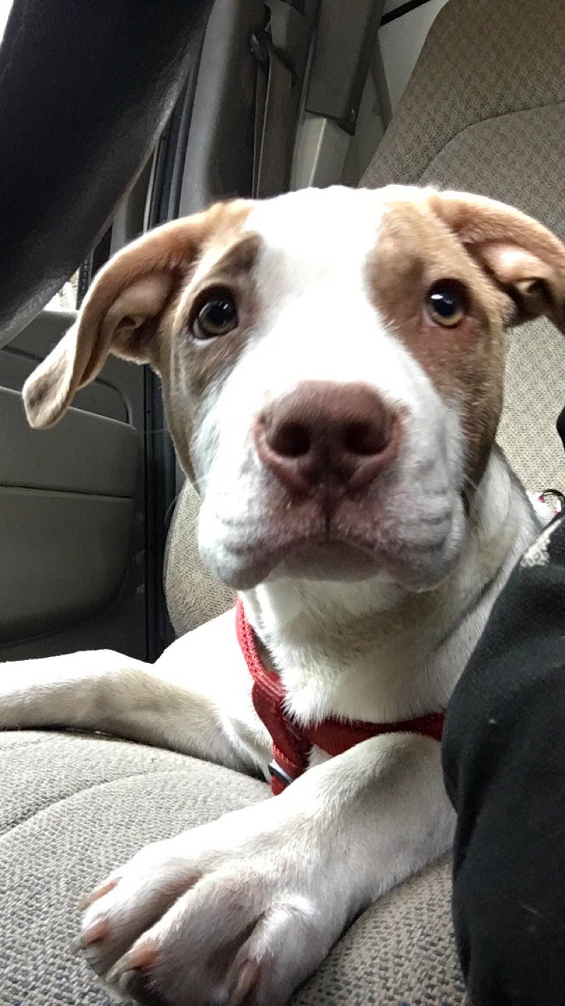 Brutis joined the competition — help win amazing prizes! american_bulldog, american_pit_bull_terrier, american_staffordshire_terrier, canidae, carnivore, companion_dog, dog, dog_breed, ear, fawn, mammal, non_sporting_group, nose, pit_bull, puppy, rare_breed_dog, snout, sporting_group, vertebrate, whiskers