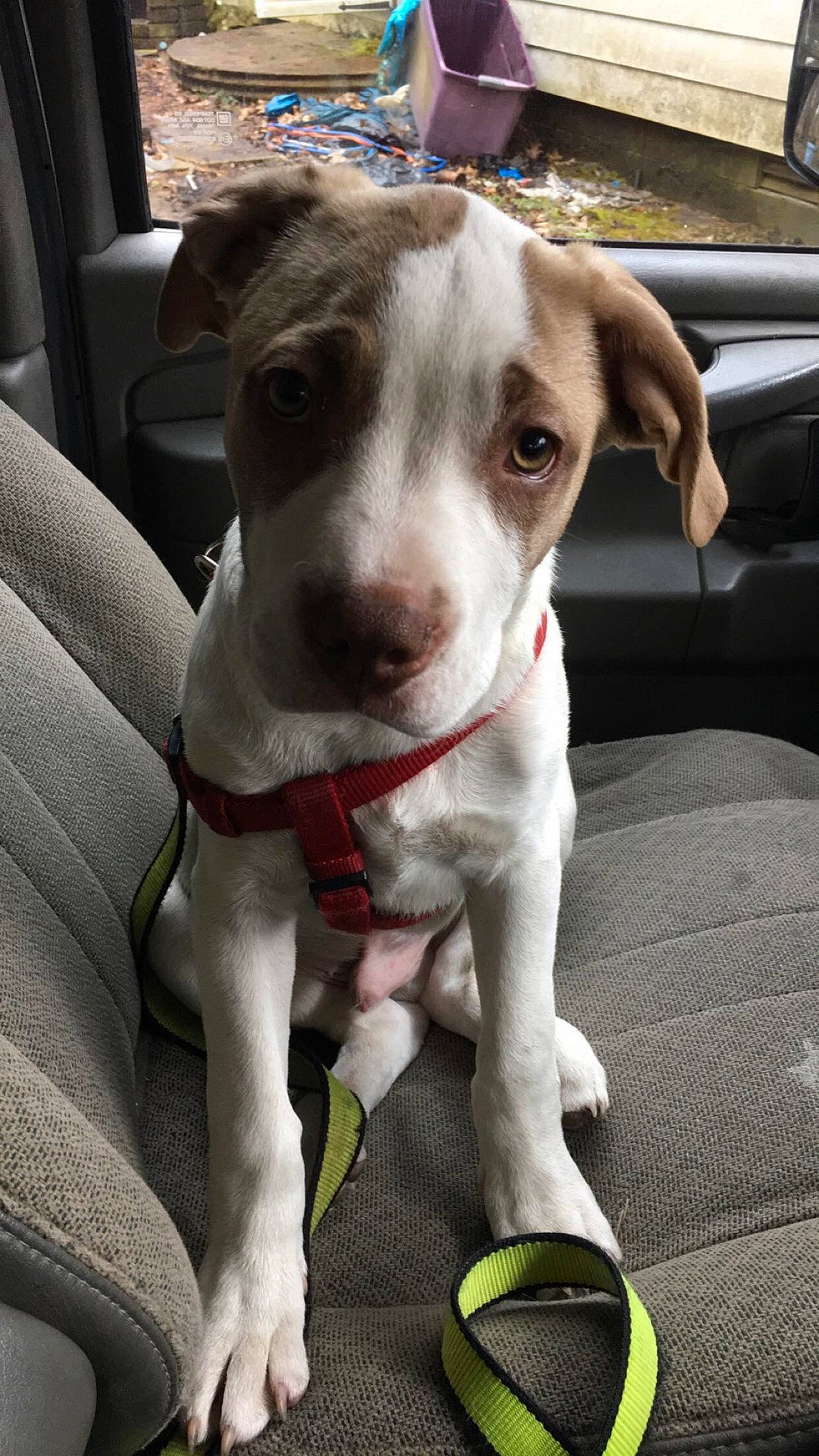 Brutis is registered to the contest to win money with this photo: adventure, canidae, carnivore, dog, dog_breed, fawn, mammal, non_sporting_group, pit_bull, pointer, puppy, rare_breed_dog, snout, sporting_group