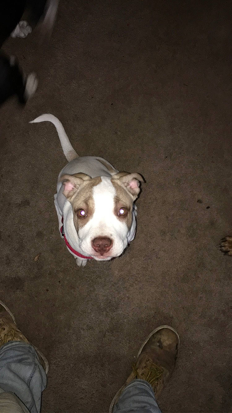 Brutis joined the competition — help win amazing prizes! american_bulldog, american_pit_bull_terrier, american_staffordshire_terrier, canidae, carnivore, dog, dog_breed, fawn, non_sporting_group, olde_english_bulldogge, pit_bull, rare_breed_dog, snout, valley_bulldog