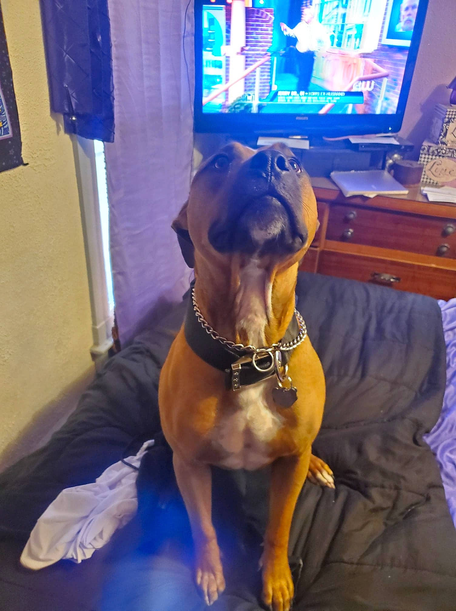 Vinne joined the competition — help win amazing prizes! american_pit_bull_terrier, boxer, canidae, carnivore, dog, dog_breed, fawn, snout