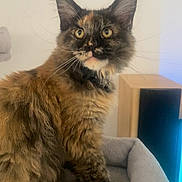 Ava participe au concours pour gagner de l'argent avec cette photo : cat, tortoiseshell, fluffy, pet, animal, indoor, bed, fur, ears, whiskers, curious, portrait, feline, domestic, cute, soft, muzzle, paw, looking, young
