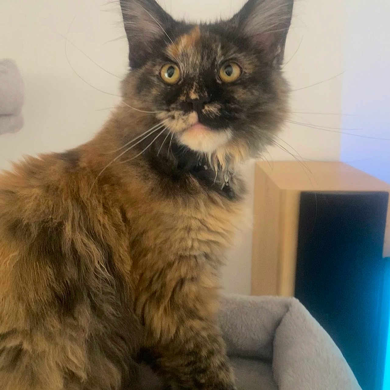 Ava participe au concours pour gagner de l'argent avec cette photo : animal, bed, cat, curious, cute, domestic, ears, feline, fluffy, fur, indoor, looking, muzzle, paw, pet, portrait, soft, tortoiseshell, whiskers, young