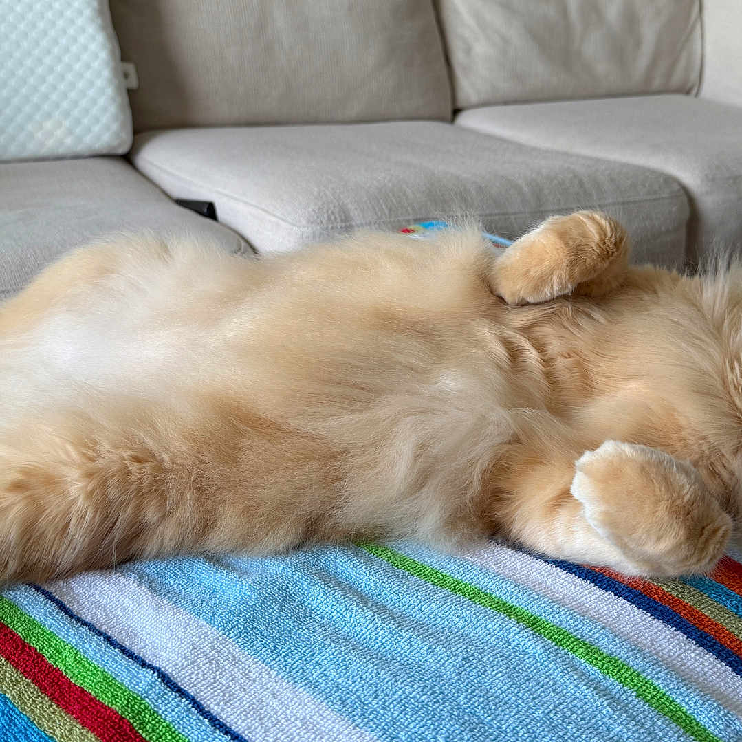 Bentley joined the competition — help win amazing prizes! animal, belly_up, cat, couch, cozy, cute, feline, fluffy, fur, home, indoor, lying_down, orange_cat, paws, pet, portrait, relaxed, resting, striped_towel, whiskers