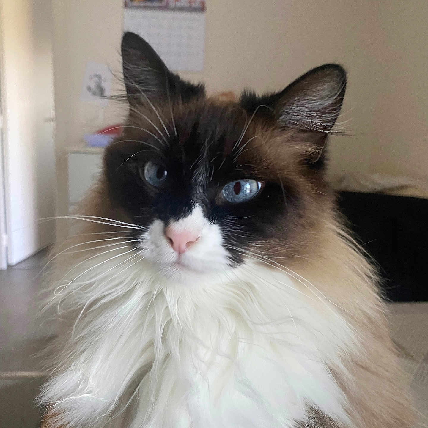 Myrtille participe au concours pour gagner de l'argent avec cette photo : angora, animal, architecture, building, cat, face, furniture, hardwood, head, indoors, interiordesign, kitten, livingroom, manx, person, pet, photography, portrait, siamese, wood