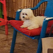 Mia joined the competition — help win amazing prizes! animal, armchair, barstool, bear, canine, chair, dog, eskimodog, furniture, homedecor, hound, indoors, interiordesign, pet, plywood, poodle, puppy, terrier, whitedog, wood