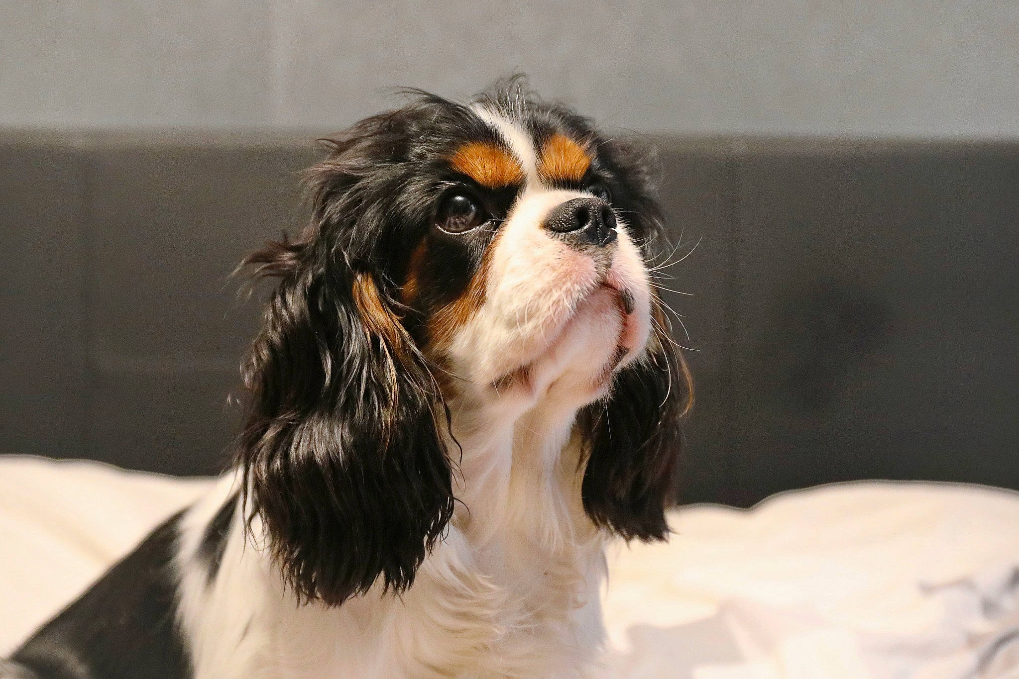 Tim a rejoint le concours — aidez-le/la à gagner de superbes lots ! bored, canidae, carnivore, companion_dog, couch, dog, dog_breed, fur, liver, snout, spaniel, sporting_group, terrestrial_animal, whiskers, working_animal, working_dog