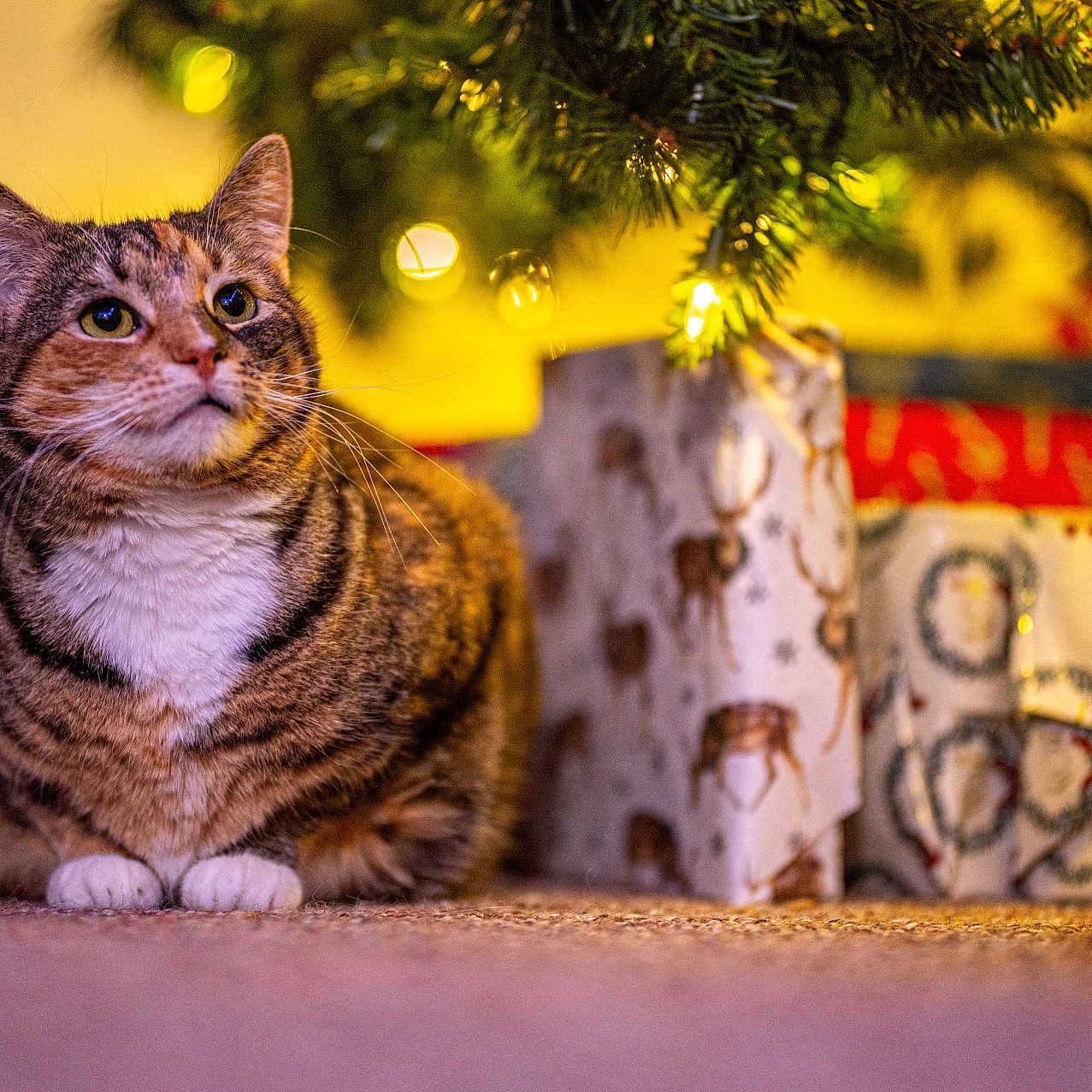 Miss P is registered to the contest to win money with this photo: animal, carpet, cat, celebration, christmas_tree, closeup, cozy, decorations, ears, feline, festive, fur, gift_wrapping, holiday, indoor, pet, presents, tabby_cat, warm_lighting, whiskers