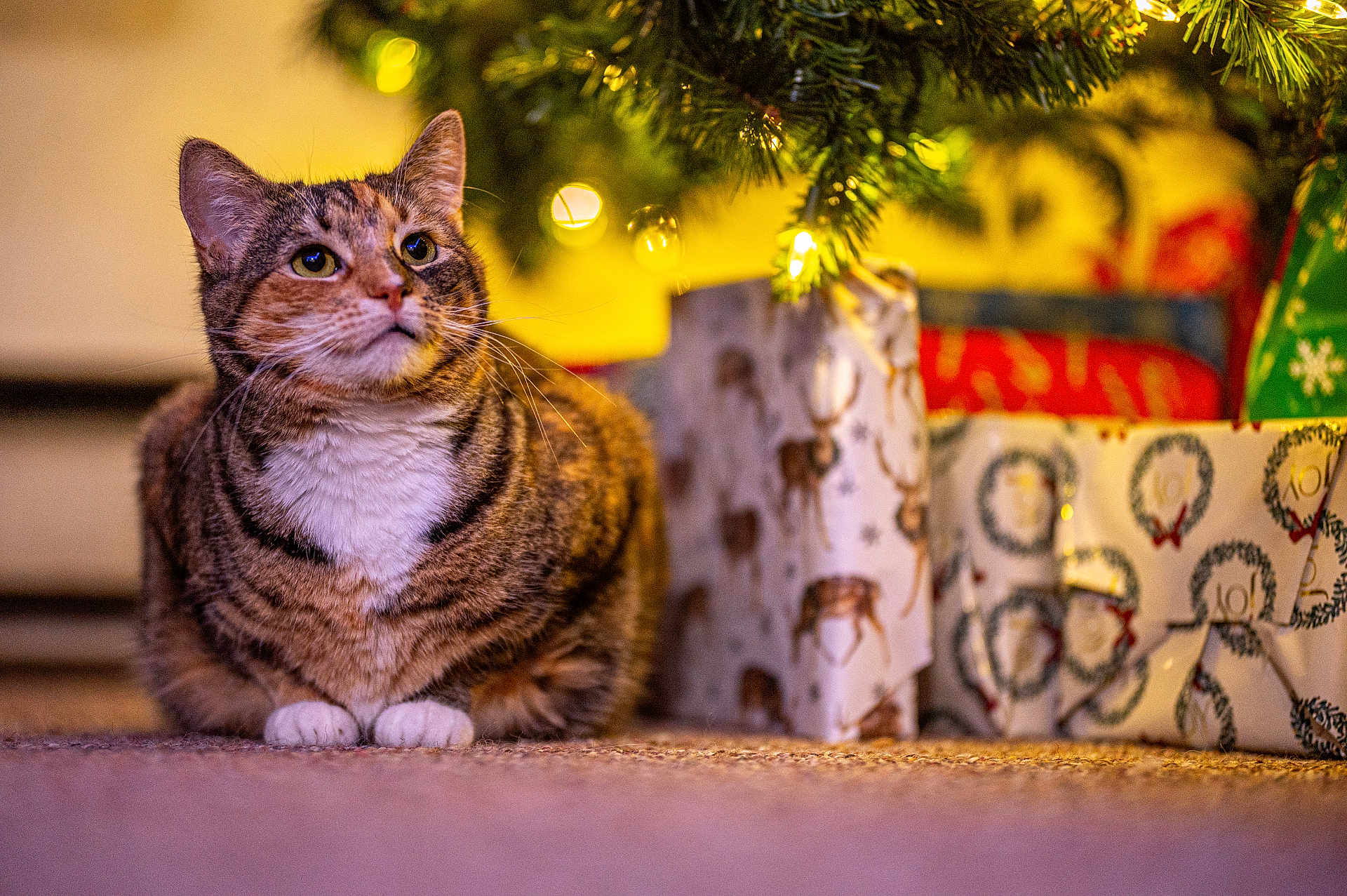 Miss P is registered to the contest to win money with this photo: cat, tabby_cat, christmas_tree, presents, holiday, decorations, indoor, pet, feline, fur, whiskers, ears, carpet, warm_lighting, celebration, gift_wrapping, festive, cozy, closeup, animal