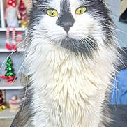 Cruella is registered to the contest to win money with this photo: animal, background_blur, black_fur, calm, cat, close_up, decorations, face, feline, fluffy, holiday, indoor, long_hair, pet, portrait, shelf, sitting, whiskers, white_fur, yellow_eyes